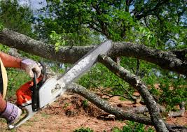 Best Hedge Trimming  in Cicero, IL